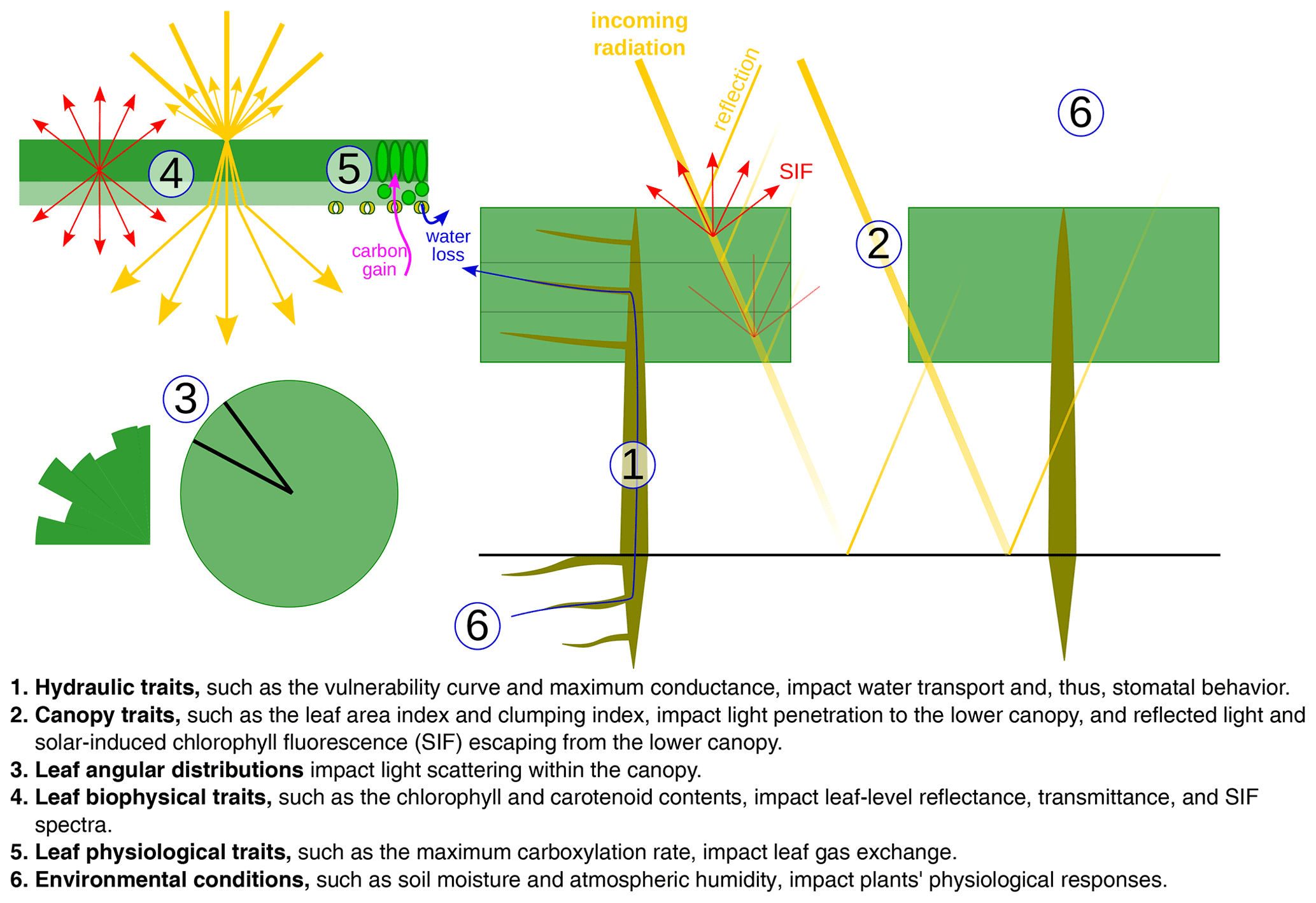Conceptual schematic of plant, canopy and leaf traits controlling radiation, carbon and water in the CliMA Land model